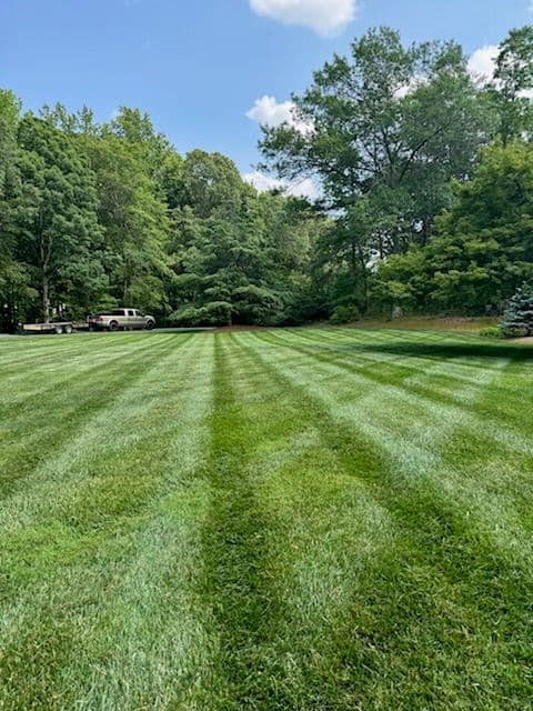 Vibrant Lawn Transformations with Tall Pines image