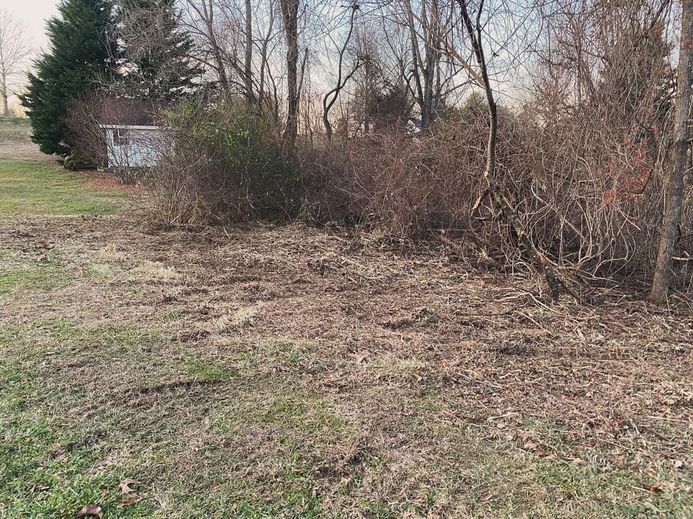 Overgrown brush and sparse grass and trees in a yard, with a shed in the background.